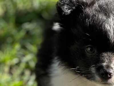 POMERANIAN READY NOW