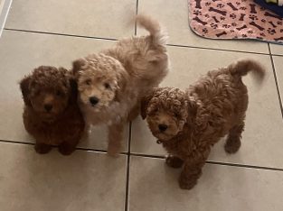 Miniature Poodle Puppies