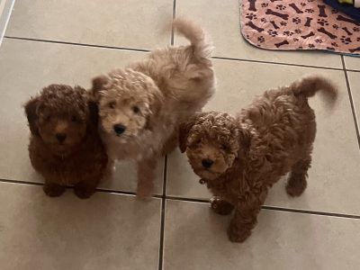 Miniature Poodle Puppies