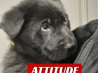 Black German Shepherd Puppies