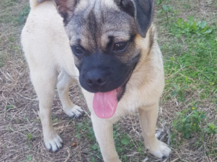 Pug X Pomeranian Puppies