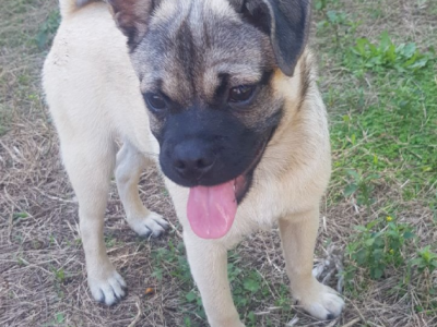 Pug X Pomeranian Puppies