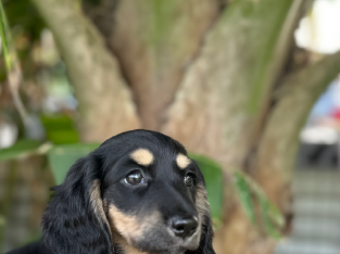 Purebred Mini Dachshund