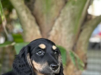 Purebred Mini Dachshund