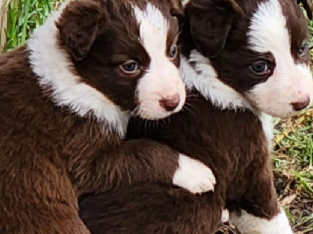 Border Collie puppies