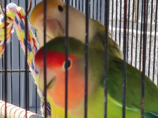 2 Lovebirds + cage