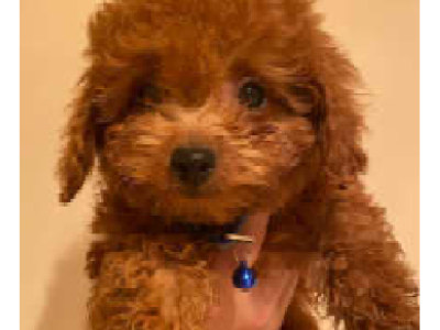 PREMIUM GORGEOUS TOY POODLE PUPS Ready NOW