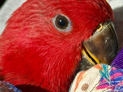 Hand Raised EclectusParrot