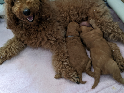 Labradoodle/Lagroodle (Labrador x Golden Retriever x Poodle) Puppies