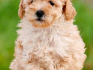 Fluffy Cute Poochon (Poodle x Bichon) Puppies Available Now