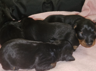 Miniature Pinscher puppies