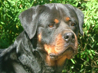 Bobtail Rottweiler Puppies