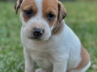 Cattle Dog x Great Dane x Bull Mastiff