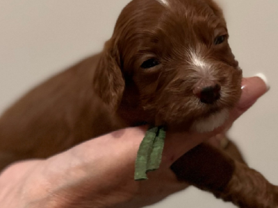 Toy Cavoodle Puppies Ready 25.7.23