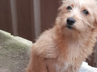 Cavalier Maltese Male Puppy for Sale