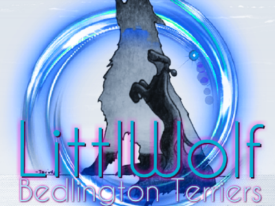 Bedlington Terrier Puppies