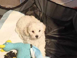 Maltese/poodle