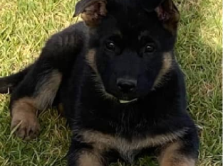 German Shepard puppies . imported bloodlines