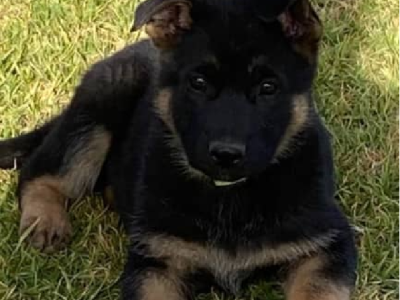 German Shepard puppies . imported bloodlines