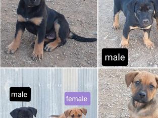 Borrayoungal kelpies