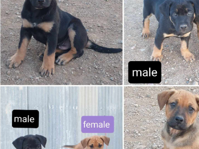 Borrayoungal kelpies