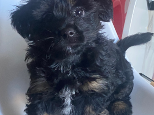 Poodle Cross Silky Terrier (Small Dog)