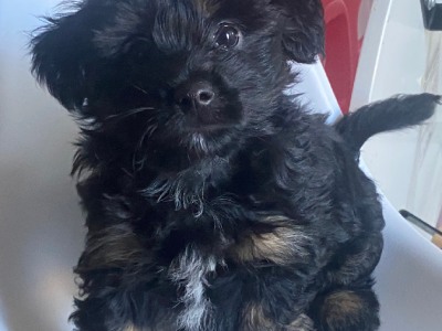 Poodle Cross Silky Terrier (Small Dog)