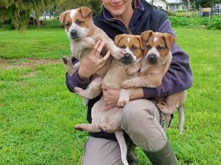 Australian Cattle Dog – Red Heeler Puppies