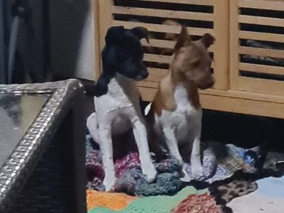 Mini fox terrier pup for sale