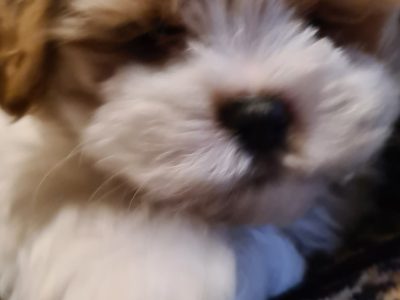 Maltese Shitzu Puppies. Chemical Free Homeopathy