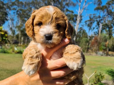 Cavoodle Pups