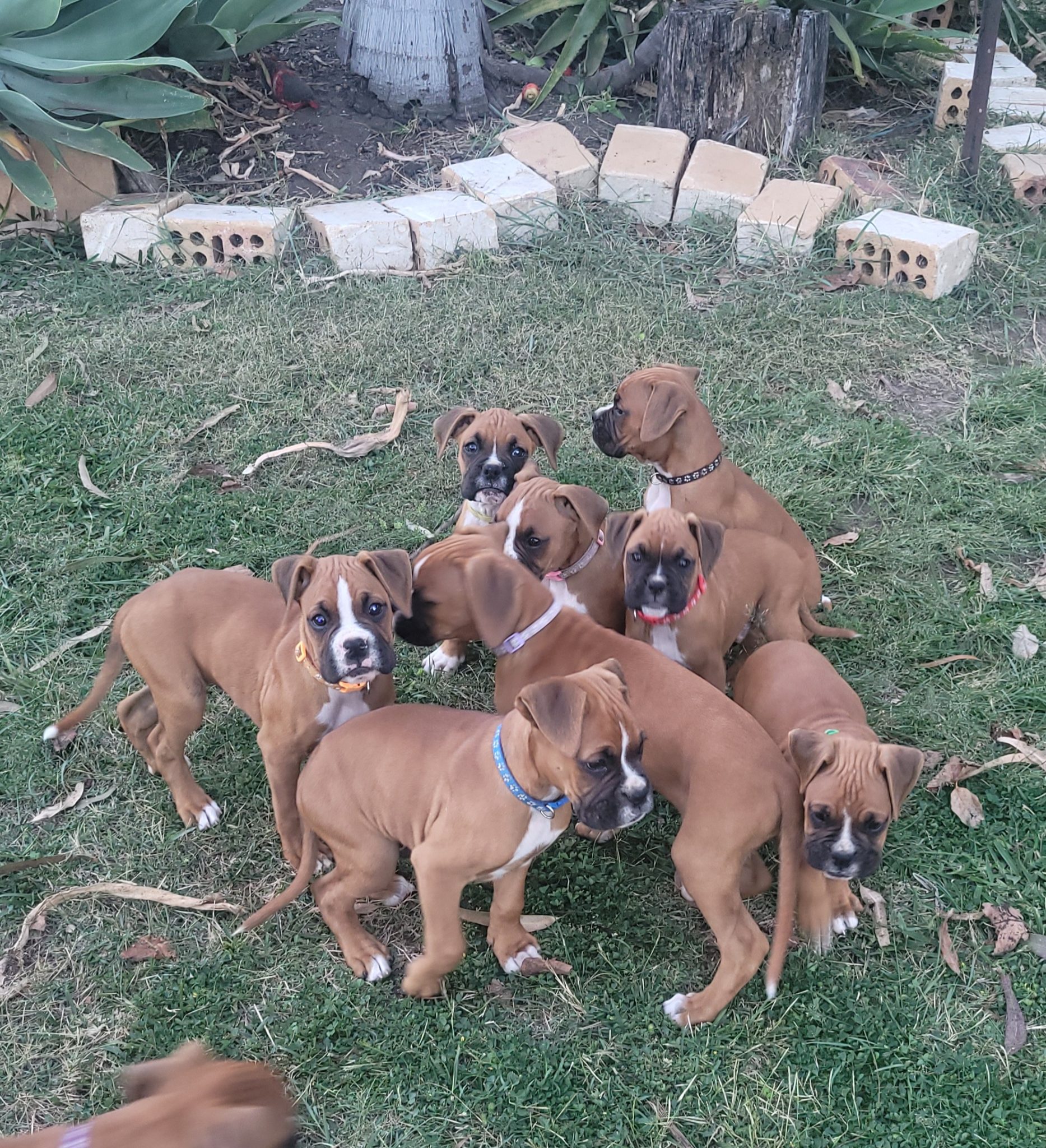 Purebred Boxer puppies