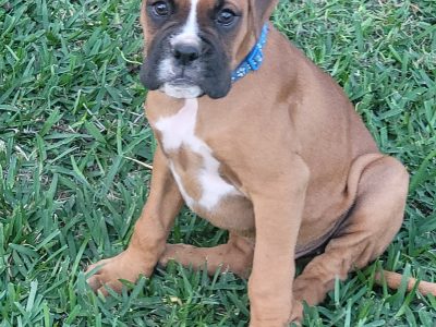 Purebred Boxer puppies