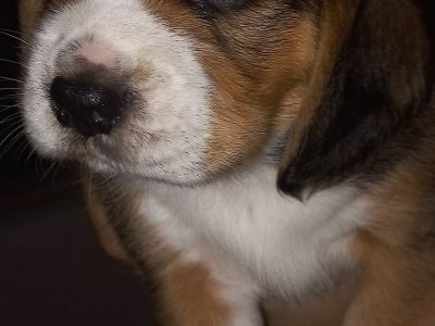 Beagle pups for sale