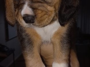 Beagle pups for sale