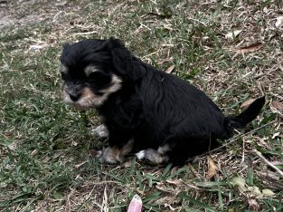 Havanese puppies available