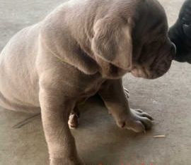 Neapolitian Mastiff Puppies 5 weeks old