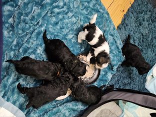 Maltese/Shih tzu puppies for sale.