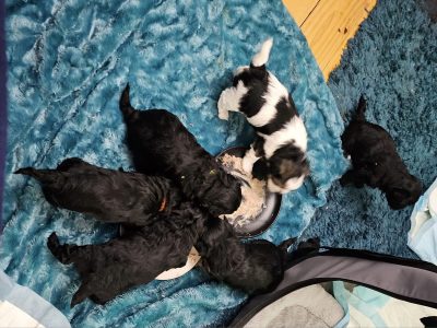 Maltese/Shih tzu puppies for sale.