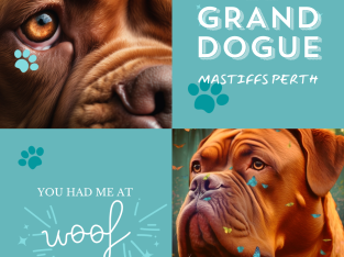 Dogue De Bordeaux aka French Mastiff Puppies