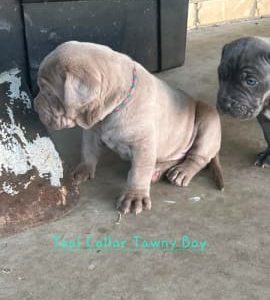 Neapolitian Mastiff Puppies 5 weeks old