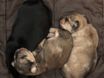 Miniature long haired dachshund puppies