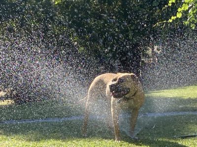 Four year old desexed female up for adoption