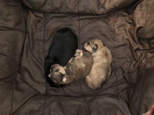 Miniature long haired dachshund puppies