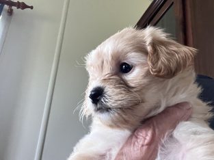 Shitzu x Toy French Poodle