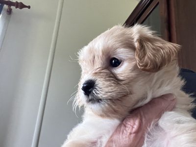 Shitzu x Toy French Poodle
