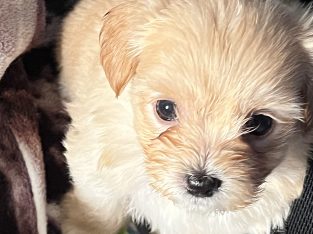 Shitzu x Toy French Poodle