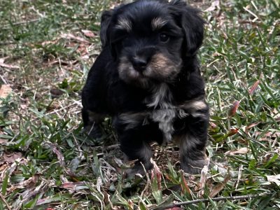 Havanese puppies available