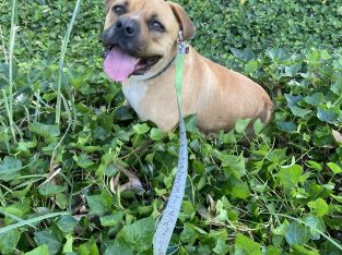 Four year old desexed female up for adoption