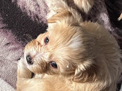 Shitzu x Toy French Poodle